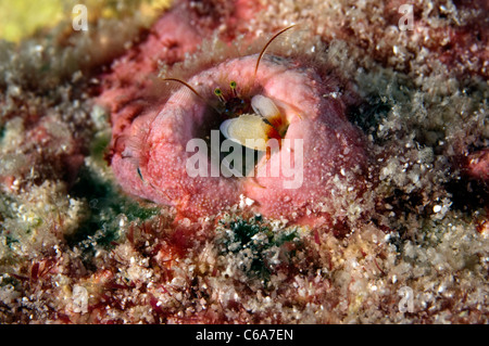 Coral hermit crab, Paguritta sp. Kribati South East Pacific Stock Photo