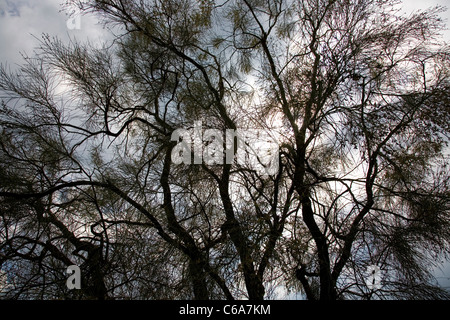 Genista aetnensis or Mount Etna Broom Stock Photo