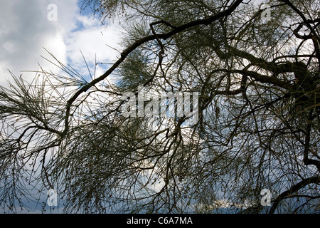 Genista aetnensis or Mount Etna Broom Stock Photo