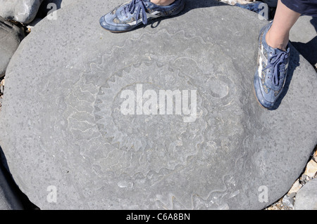 Ammonite fossil embedded in rocks west of Lyme Regis Stock Photo