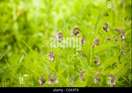 Common Comfrey, Symphytum officinale, in flower Stock Photo