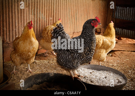 One black & white Barred Plymouth Rock hen & three golden Buff Orpington hens inside of a free range style chicken coop. Stock Photo