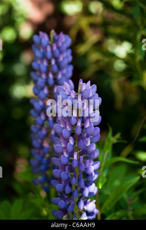 Lupin ‘Gallery Blue’ in flower Stock Photo