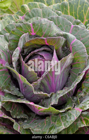 Ornamental Cabbage: Brassica oleracea. Tokyo mix. Stock Photo