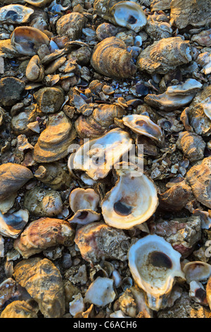 Empty oyster shells with colors of sunset on the beach in Apalachicola, Florida. Stock Photo