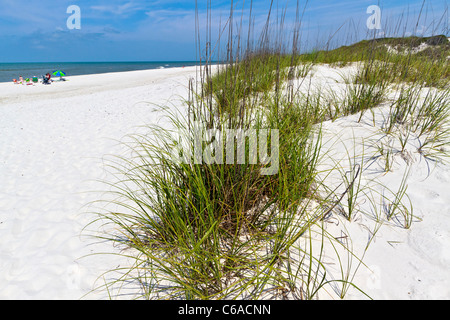 Sea oats on low sand dunes on the 'sugar' sand beach at St. Joseph Peninsula State Park, Cape San Blas, Panhandle of Florida Stock Photo