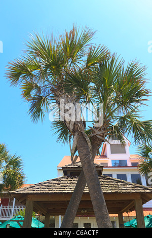 Crossed palm trees stand behind the Driftwood Inn, a Victorian style bed and breakfast Inn in Mexico Beach, Florida, USA. Stock Photo