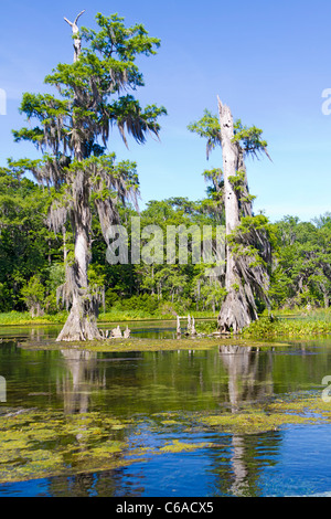 Bald Cypress trees with knees visible along Wakulla River, Florida Stock Photo