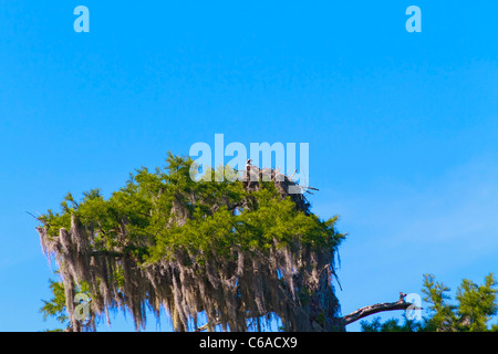 Osprey sitting on nest in cypress tree Stock Photo