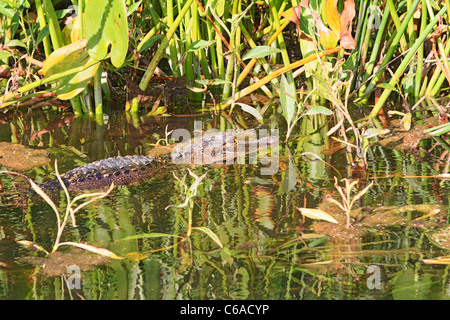 American alligator (Alligator mississippiensis) in the Wakulla River, Wakulla State Springs Park in north Florida, USA. Stock Photo