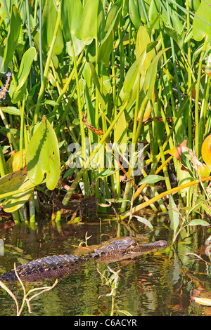 American alligator (Alligator mississippiensis) in the Wakulla River, Wakulla State Springs Park in north Florida, USA. Stock Photo