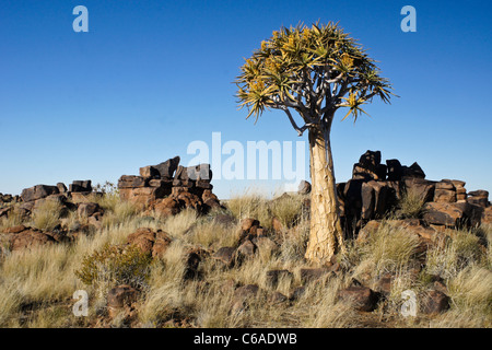 Quivertree in bloom, Giants' Playground, Namibia Stock Photo