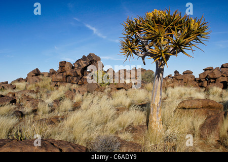 Quivertree in bloom, Giants' Playground, Namibia Stock Photo