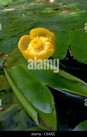 Nuphar lutea Yellow Water-lily in the River Churn at Cricklade Stock Photo