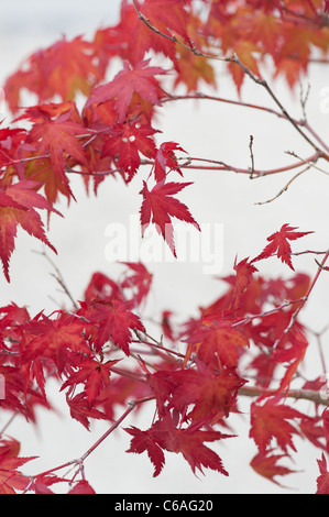 Acer Palmatum. Bonsai Japanese maple tree against light background. Autumn colours