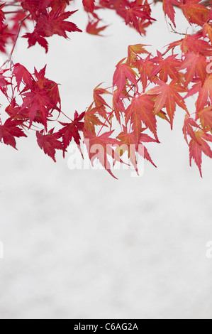Acer Palmatum. Bonsai Japanese maple tree against light background. Autumn colours Stock Photo
