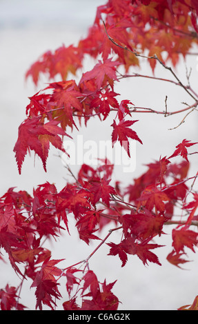 Acer Palmatum. Bonsai Japanese maple tree against light background. Autumn colours