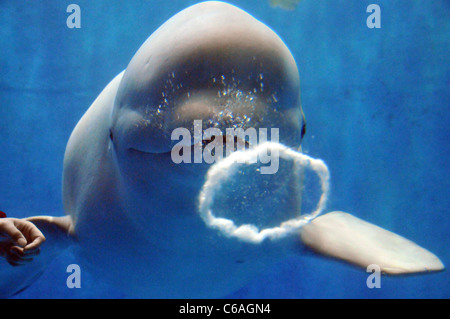 Talented Whale A new attraction awaits visitors to Polar Land Park in Harbin, in north east China's Heilongjiang province. Stock Photo