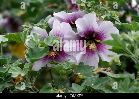 Tree mallow (Lavatera maritima), perennial.  Island of Bréhat (Brittany, France). Stock Photo