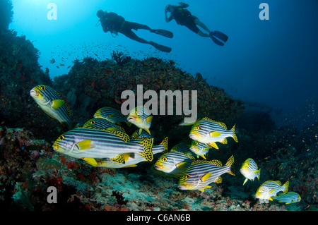 School of Oriental Sweetlips, Plectorhinchus vittatus , with divers, North Male Atoll, The Maldives. Stock Photo