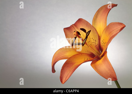 Peach lily over spot lighted gray gradient background Stock Photo