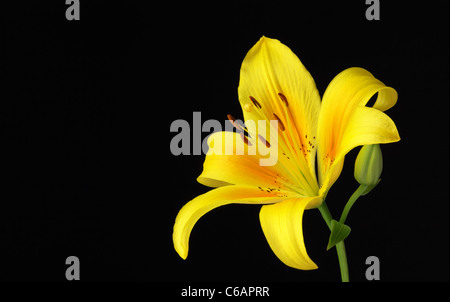 Yellow lily over black background Stock Photo