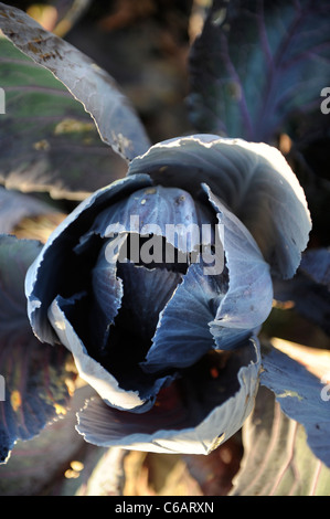 Winter Cabbages growing on into late autumn in a vegetable garden UK Stock Photo