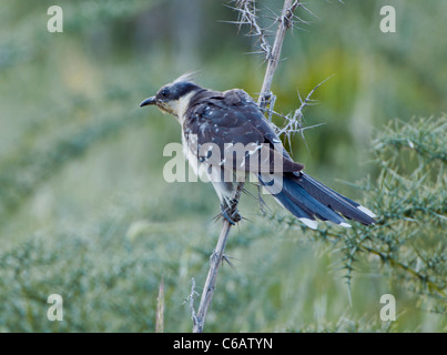 Great Spotted Cuckoo Clamator glandarius screeching and agitated Cyprus April Stock Photo