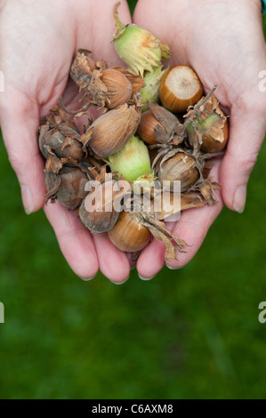 Woman with a handful of Hazelnuts / Cobnuts Stock Photo