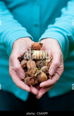 Woman with a handful of Hazelnuts / Cobnuts Stock Photo