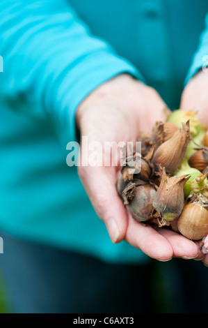 Woman with a handful of Hazelnuts / Cobnuts Stock Photo