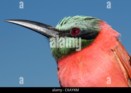 Northern Carmine Bee-eater, Merops nubicus, Ethiopia Stock Photo