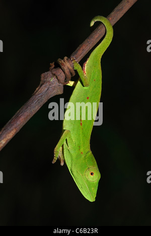 Female Short-nosed Chameleon (Calumma gastrotaenia) in the rainforest of Andasibe-Mantadia National Park, eastern Madagascar. Stock Photo