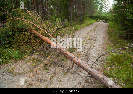 Empty forest road blocked by  fallen trees after storm , Finland Stock Photo
