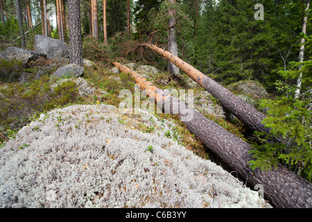 Storm damages in the taiga forest , fallen pine trees , caused by strong winds , Finland Stock Photo