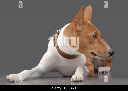 Puppy of basenji laying isolated on gray Stock Photo