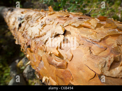 Close-up of pine ( pinus sylvestris ) tree bark , Finland Stock Photo