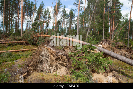Storm damages in the pine taiga forest , caused by strong winds , Finland Stock Photo