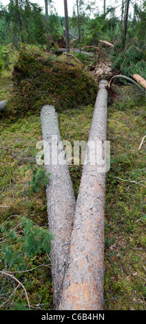 Storm damages in the taiga forest , caused by strong winds , Finland Stock Photo