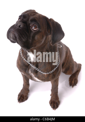 Sitting boxer dog isolated on white Stock Photo