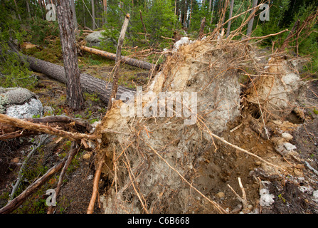 Roots and root stalk of pine trees in the taiga forest , felled by storm winds , Finland Stock Photo