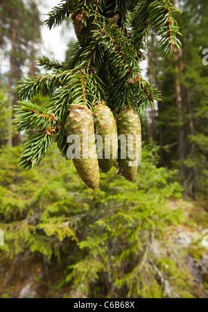 Fresh new spruce ( picea abies ) cones , Finland Stock Photo