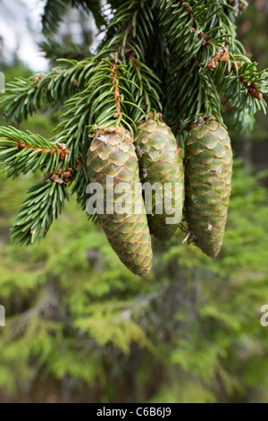Fresh new spruce ( picea abies ) cones , Finland Stock Photo