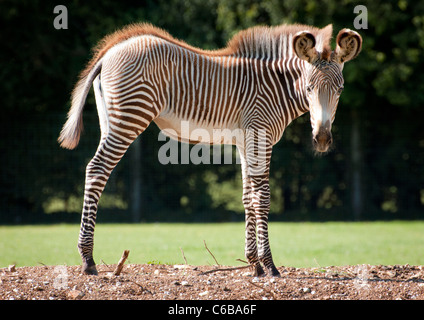 Grevy's zebra foal Stock Photo