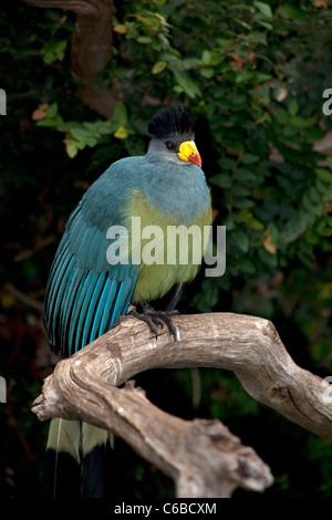 Great Blue Turaco (Corythaeola cristata) Stock Photo