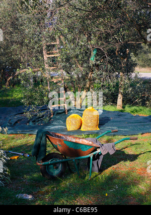 Olive harvesting on plantation in Croatia Stock Photo
