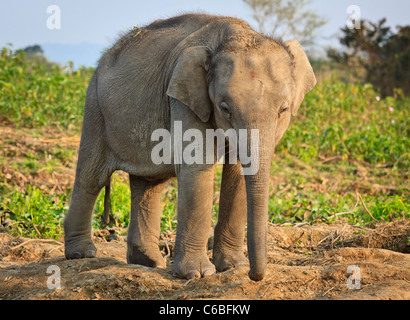 Indian baby elephant (Elephas maximus indicus), Assam, India Stock Photo