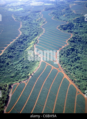 Aerial view of pineapple plantations, Oahu, Hawaii, United States of America Stock Photo