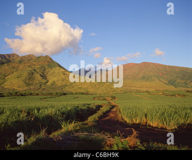 Sugar cane growing in field, Maui, Hawaii, United States of America Stock Photo