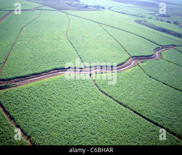 Aerial view of pineapple plantations, Oahu, Hawaii, United States of America Stock Photo